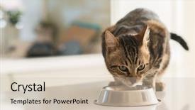  Presentation with domestic animal - Presentation theme enhanced with gray bols - beautiful feline cat eating background and a soft green colored foreground
