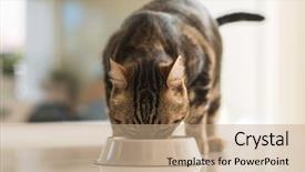  Presentation with domestic animal - Amazing PPT theme having gray bols - beautiful feline cat eating backdrop and a coral colored foreground