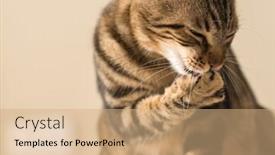  Presentation with feline - Slide set featuring beautiful feline cat licking himself background and a coral colored foreground