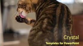 Presentation with feline - Cool new presentation theme with beautiful feline cat licking himself backdrop and a tawny brown colored foreground