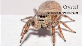  Presentation with spider - Colorful presentation theme enhanced with beautiful-female-brilliant-jumping-spider backdrop and a soft green colored foreground
