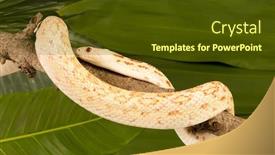  Presentation with female - Beautiful slide deck featuring beautiful-female-bullsnake-curled-up backdrop and a tawny brown colored foreground