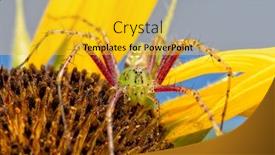  Presentation with spider - Presentation design having beautiful-female-green-lynx-spider background and a gold colored foreground