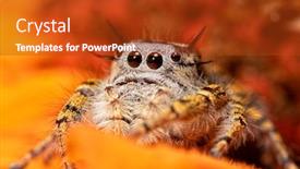  Presentation with spider - Cool new slide deck with beautiful-female-high-eyelashed-jumping backdrop and a crimson colored foreground