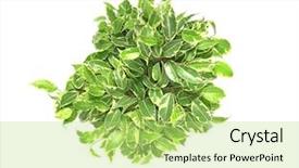  Presentation with top view of candles - Beautiful slide set featuring beautiful ficus on white background backdrop and a  colored foreground