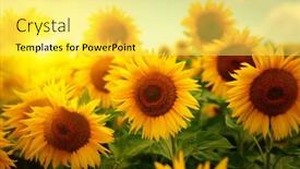  Presentation with sunflowers - Colorful slide deck enhanced with beautiful-field-of-blooming-sunflowers backdrop and a yellow colored foreground