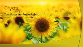  Presentation with golden light - Audience pleasing theme consisting of beautiful-field-of-blooming-sunflowers backdrop and a yellow colored foreground