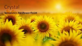  Presentation with golden light - Amazing PPT theme having beautiful-field-of-blooming-sunflowers backdrop and a gold colored foreground