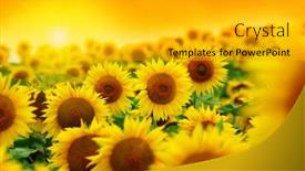  Presentation with golden light - Amazing presentation having beautiful-field-of-blooming-sunflowers backdrop and a gold colored foreground