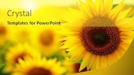  Presentation with sunflowers - Amazing PPT theme having beautiful-field-of-blooming-sunflowers backdrop and a white colored foreground