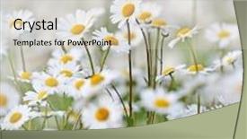  Presentation with field - Presentation featuring beautiful-field-of-giant-daisies background and a soft green colored foreground
