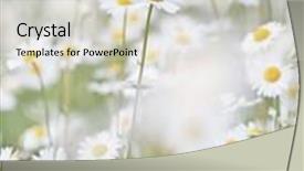 Presentation with field - Slide deck having beautiful-field-of-giant-daisies background and a light gray colored foreground