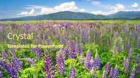  Presentation with field - Colorful PPT layouts enhanced with beautiful-field-of-lupine-flowers backdrop and a tawny brown colored foreground