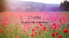  Presentation with poppies - Cool new presentation with beautiful-field-of-red-poppies backdrop and a coral colored foreground