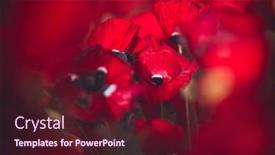  Presentation with holy land - Theme having beautiful-field-of-red-poppies background and a wine colored foreground