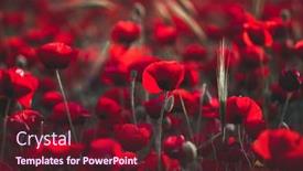  Presentation with holy land - Slides consisting of beautiful-field-of-red-poppies background and a tawny brown colored foreground