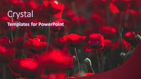  Presentation with holy land - Presentation featuring beautiful-field-of-red-poppies background and a tawny brown colored foreground