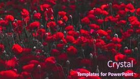  Presentation with holy land - Slides enhanced with beautiful-field-of-red-poppies background and a wine colored foreground