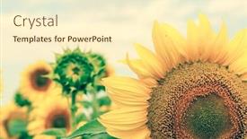  Presentation with sunflowers - Presentation theme having beautiful field of sunflowers summer landscape background and a cream colored foreground