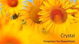  Presentation with sunflowers - Colorful slides enhanced with beautiful field of sunflowers summer backdrop and a light gray colored foreground