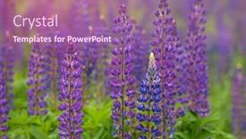  Presentation with field - Slide set enhanced with beautiful-field-of-violet-lupins background and a  colored foreground