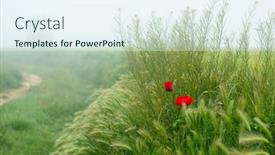  Presentation with beautiful spring flowers - Beautiful presentation theme featuring beautiful-field-with-blooming-red backdrop and a sky blue colored foreground