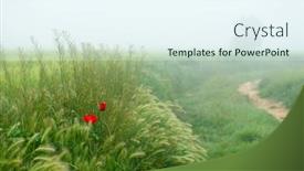  Presentation with beautiful spring flowers - PPT theme enhanced with beautiful-field-with-blooming-red background and a sky blue colored foreground