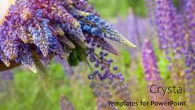 Presentation with field - PPT layouts consisting of beautiful-field-with-violet-lupine background and a yellow colored foreground