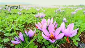  Presentation with food saffron - Colorful theme enhanced with beautiful fields of violet saffron backdrop and a mint green colored foreground