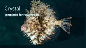  Presentation with underwater - Slide set consisting of beautiful-filefish-hovers-near background and a navy blue colored foreground