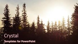  Presentation with fog - Slides with beautiful-fir-trees-with-bright background and a wine colored foreground