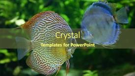  Presentation with fishes - Presentation having beautiful fishes in the oceanarium background and a tawny brown colored foreground