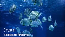  Presentation with fishes - Audience pleasing presentation theme consisting of beautiful fishes in the oceanarium backdrop and a navy blue colored foreground