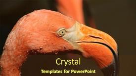  Presentation with flamingo - Presentation design featuring beautiful-flamingo-portrait-nature-photography background and a tawny brown colored foreground
