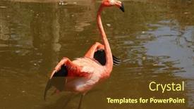  Presentation with flamingo - Slides enhanced with beautiful-flamingo-portrait-nature-photography background and a tawny brown colored foreground