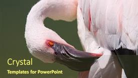  Presentation with flamingo - PPT layouts with beautiful-flamingo-portrait-nature-photography background and a tawny brown colored foreground