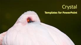  Presentation with flamingo - Presentation theme enhanced with beautiful-flamingo-portrait-nature-photography background and a tawny brown colored foreground