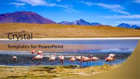  Presentation with lagoon - Cool new presentation design with beautiful flamingos at sunshine lagoon backdrop and a coral colored foreground