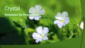  Presentation with field - Slide set featuring beautiful flax in the field background and a  colored foreground