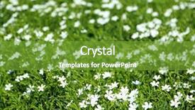  Presentation with field - Colorful presentation enhanced with beautiful flax in the field backdrop and a  colored foreground