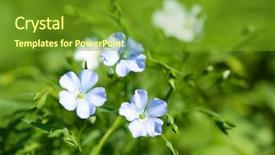  Presentation with flax plant - Presentation theme enhanced with beautiful flax in the field background and a  colored foreground