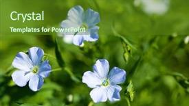  Presentation with carabao in rice field - PPT theme enhanced with beautiful flax in the field background and a tawny brown colored foreground
