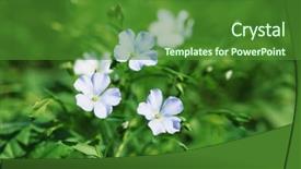  Presentation with flax plant - Cool new presentation theme with beautiful flax in the field backdrop and a  colored foreground