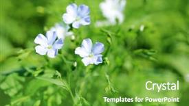  Presentation with flax plant - Cool new PPT theme with beautiful flax in the field backdrop and a tawny brown colored foreground