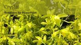  Presentation with orchids - PPT theme enhanced with beautiful-floral-background-spring-bloom background and a gold colored foreground