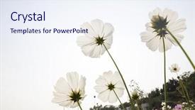  Presentation with beautiful floral border flower design - Colorful presentation theme enhanced with beautiful floral border flower design backdrop and a sky blue colored foreground