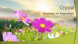  Presentation with flower border - Colorful slides enhanced with beautiful floral border flower backdrop and a cream colored foreground