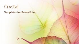  Presentation with floral - Theme enhanced with beautiful floral border-leaves background and a cream colored foreground