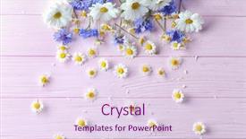  Presentation with chamomile - Audience pleasing slide deck consisting of beautiful floral composition with chamomile backdrop and a sky blue colored foreground