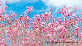  Presentation with soft focus abstract nature - Colorful presentation design enhanced with beautiful-floral-spring-abstract-background backdrop and a coral colored foreground